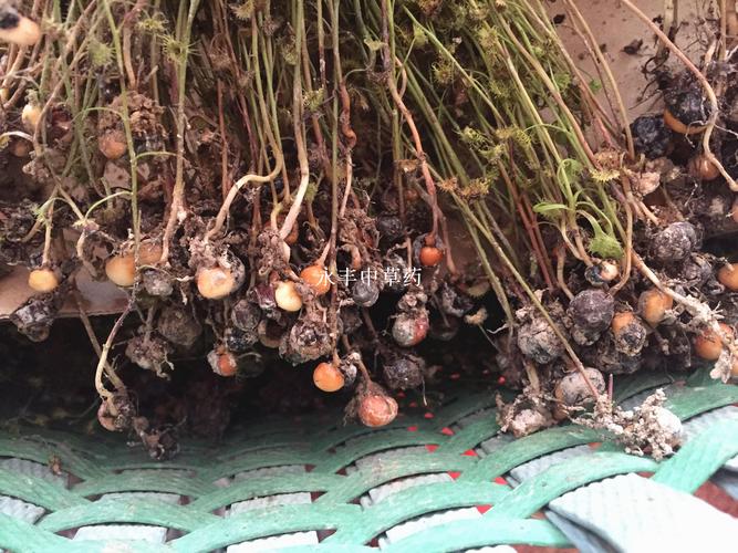 野生采挖 地下明珠 茅膏菜 落地珍珠 一粒金丹 陈伤子