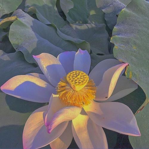 潮男潮女必备头像荷花