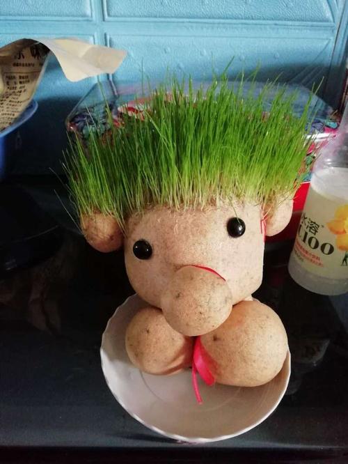 我种的草娃娃美吧.