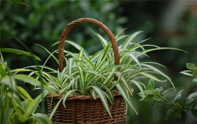 吊兰叶尖枯萎,你可能不懂这个技巧,做到叶子绿油油