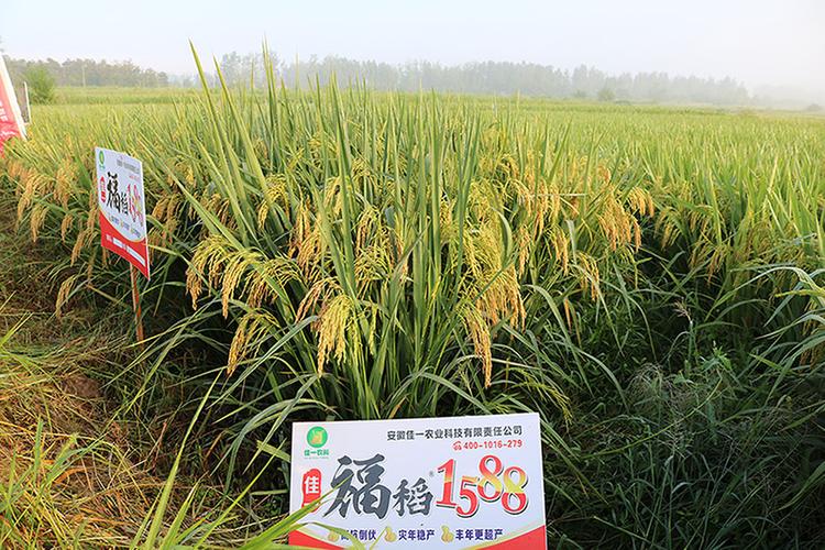 蚌埠最新水稻什么品种好佳一福稻1588