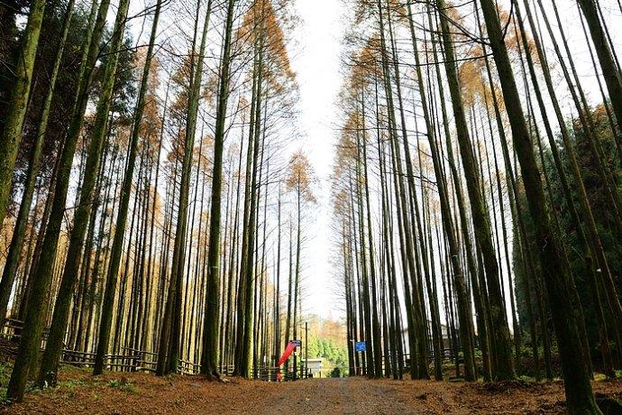 重庆南川山王坪彩林