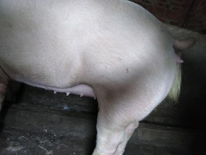 后备母猪这猪像怀孕80天了吗?