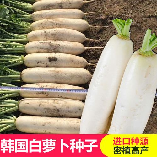 韩国白萝卜种子水果萝卜种籽鲜嫩多汁甜脆可口可做泡菜四季播包邮