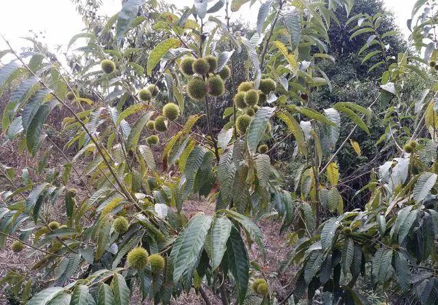 野生锥子蒙山人冬天的小零食