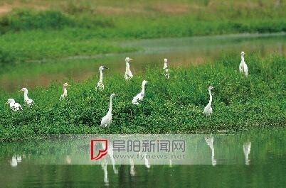 界首两湾国家湿地公园(试点)昨起公示