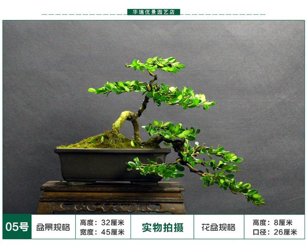 低价扬派造型黄杨室内四季常青盆景 优惠推荐