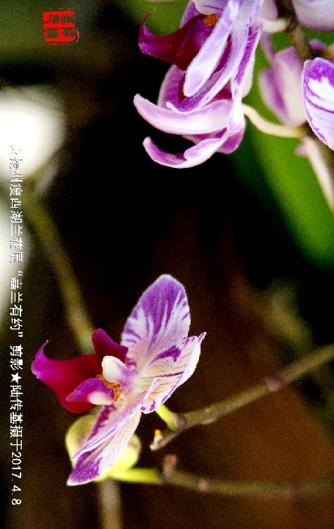 扬州瘦西湖兰花展"嘉兰有约"剪影