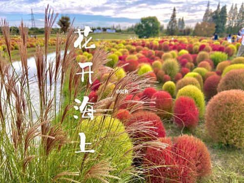 上海周边·带狗自驾游07·花开海上生态园_自驾游_宠物_周末_游玩