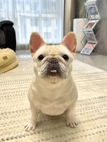 小狗一点也不凶_狗狗_法斗__犬