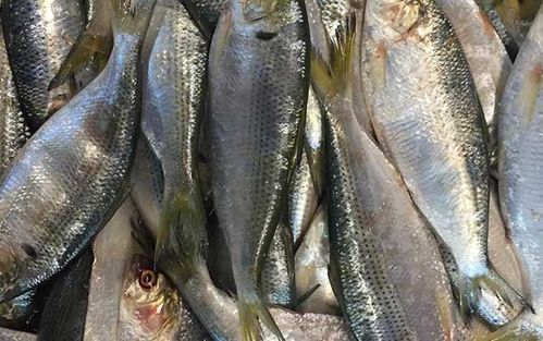 海鲫鱼是什么鱼?