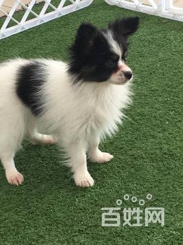 北京哪里卖蝴蝶犬的多少钱一只