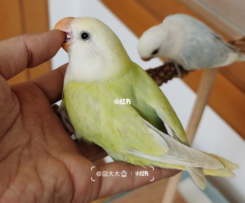 白头澳闪小母_白头_鹦鹉_牡丹_牡丹鹦鹉_宠物_宠物其他