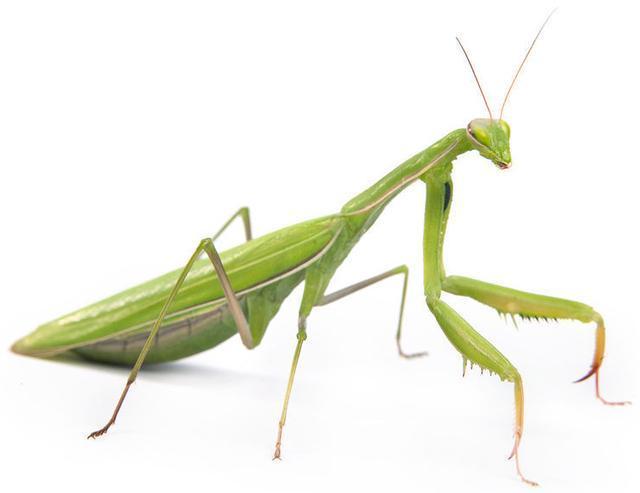 保护友军!(益虫篇)