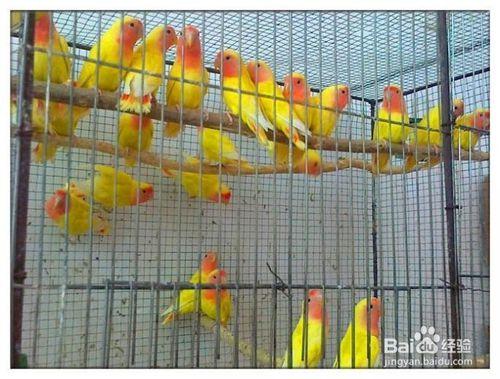 如何判断牡丹鹦鹉年龄