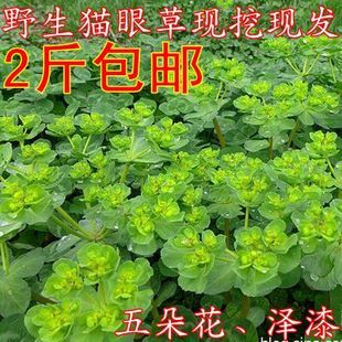 2017年秦岭中药材新鲜野生猫眼草奶浆草五朵云泽漆500g两斤包邮