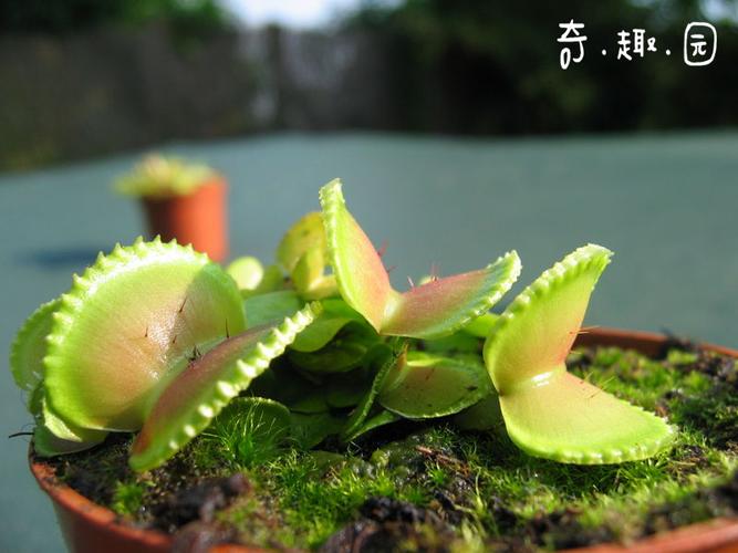 食虫植物贝壳捕蝇小苗包邮呆萌虫草绿植