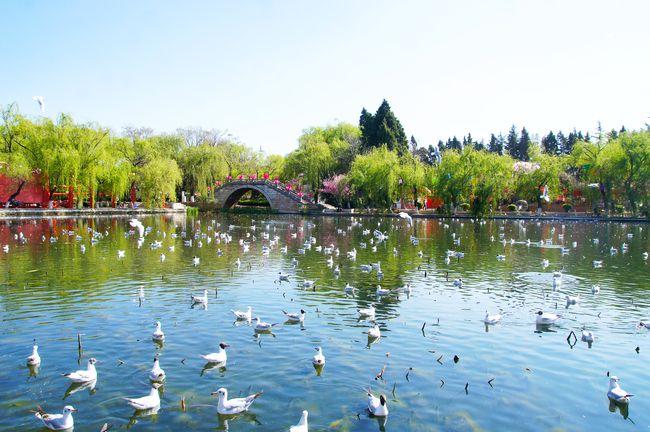 走近cop15丨 打卡"多样昆明美丽家园"|石林|翠湖|滇池