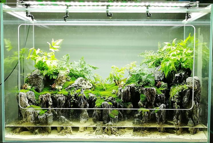 本色水景|草缸新手科普纯干货2-素材和水质篇,水草造景缸培训