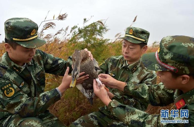 东营黄河口边防派出所民警在保护区内增加巡逻次数,投放食物,救助受伤