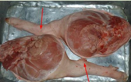 猪的前脚和后脚怎么区别