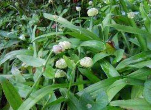 痰火草为何叫癌草 功效与禁忌是什么