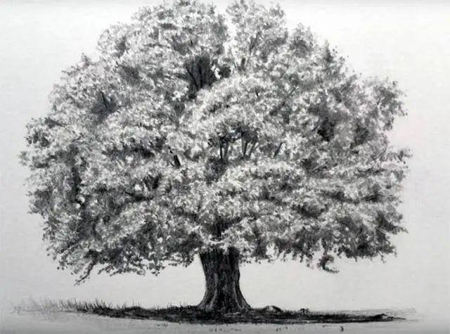 「素描入门」树木密集树叶的绘画流程