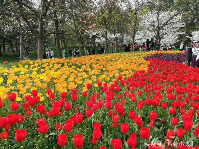 泉城公园的郁金香