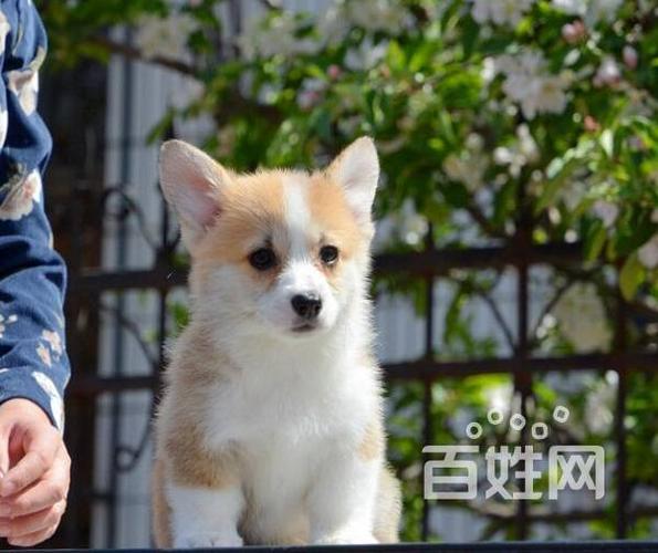 北京哪里有卖柯基的 柯基犬去哪里买 柯基犬的价格