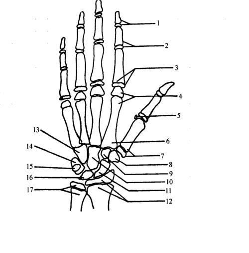 钩柄十骨加大加固结实防风自动价格质量 哪个牌子比较