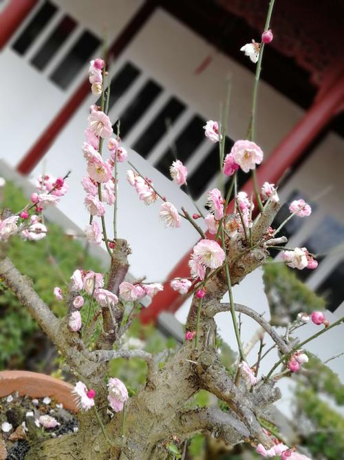 春雨润梅梅更艳