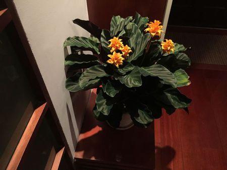 波浪竹芋-----网页可以验证