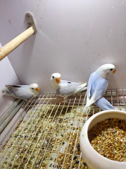 无滤镜实拍牡丹鹦鹉.还有紫罗兰,绿金顶,墨银顶,薰衣草,墨伊莎,si.