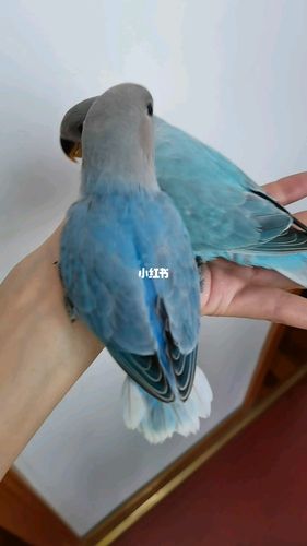 桃面牡丹鹦鹉_鹦鹉_牡丹_桃面牡丹鹦鹉_宠物_宠物其他