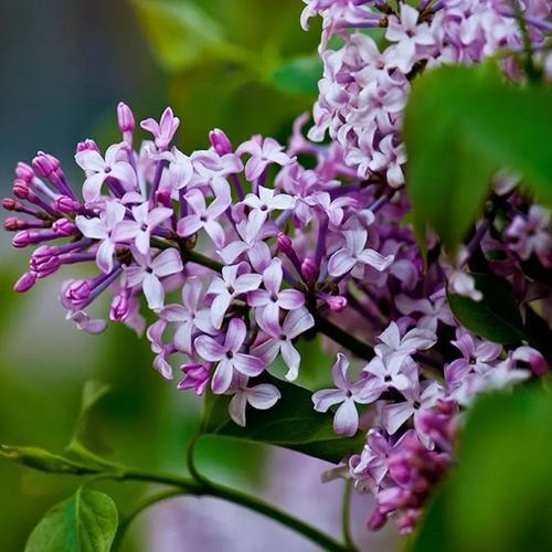 奇妙丁香花:没开花时"光杆杆",花期到了"爆枝头"!