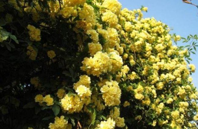 木香的功效与作用广木香和木香的区别