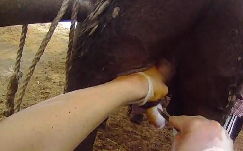 人阉割公牛全过程,竟生拉硬拽,最后还用上了这个工具