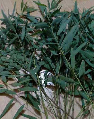 特价新鲜桉树叶 细叶桉 蜜袋鼯食物500g包邮桉树叶送桉树枝磨牙棒