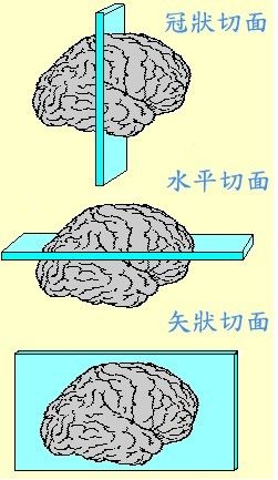 大小鼠脑切片模具