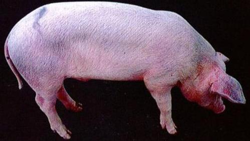 猪得了高热病怎么办猪高热病的治疗方法学会了很有用