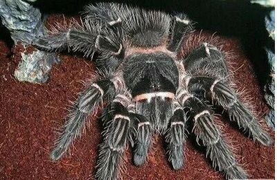 巴西所罗门蜘蛛宠物蜘蛛8-10cm大幼体 超大体型捕鸟蛛包风险