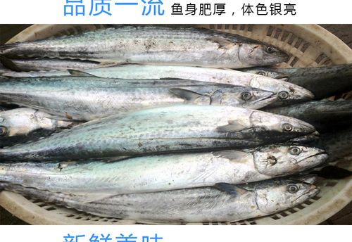 渤海湾鲜活鲅鱼大马鲛鱼新鲜冷冻鲅鱼 深海鱼水产当天现捕_7折现价98.