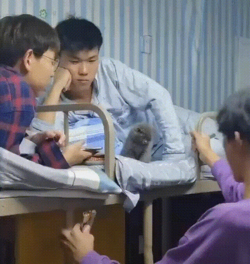 meowmeowmeow猫言猫语铲屎官一周的快乐都在这里了