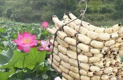 【健康知识】秋吃莲藕养胃防慢病 好处多多