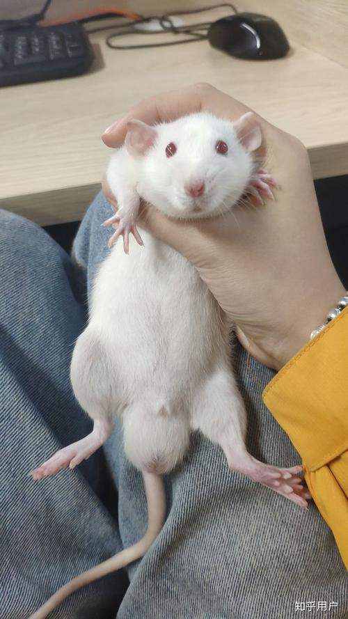 花枝鼠蛋蛋是不是很大