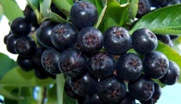 黑果花楸栽培技术