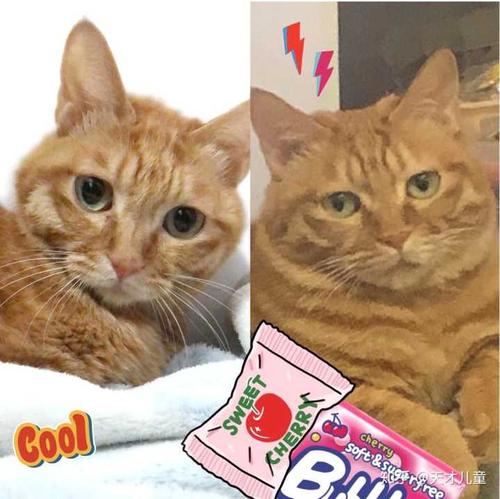 猫真的会被打服吗?