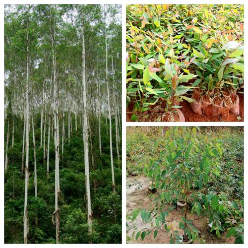 桉树种子广林9号速生桉树种子26号29号桉树山林树木长势快桉树苗