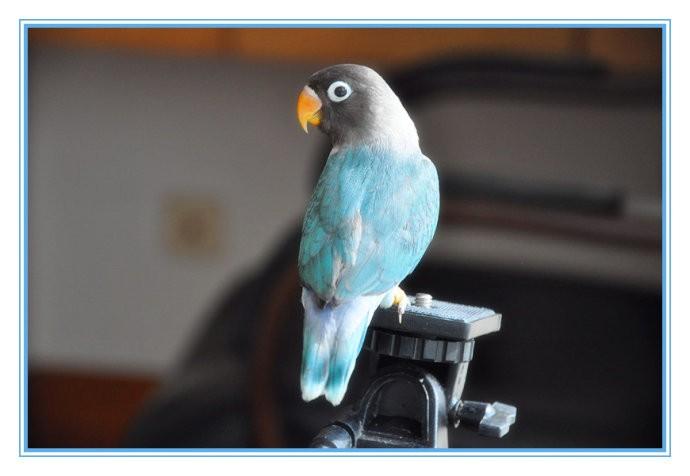 展开全部 有呀,牡丹鹦鹉普兰黑头就是典型的蓝身黑头,给你看图片,看