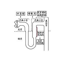 利尿